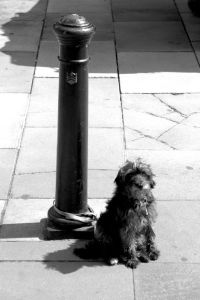 Image: The Pole by Jeffrey Mundell